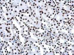 Invitrogen H4K16ac Monoclonal Antibody (GT1271), ChIP-Verified:Antibodies:Primary
