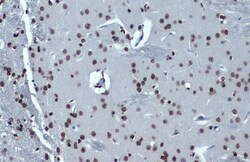 Invitrogen H4K16ac Monoclonal Antibody (GT1271), ChIP-Verified:Antibodies:Primary
