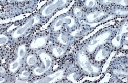 Invitrogen H4K16ac Monoclonal Antibody (GT1271), ChIP-Verified:Antibodies:Primary