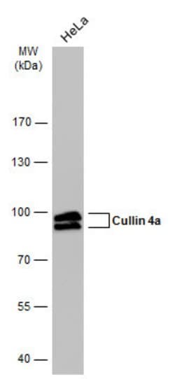 Invitrogen Cullin 4A Monoclonal Antibody (GT885) 100 &mu;L; Unconjugated:Antibodies,