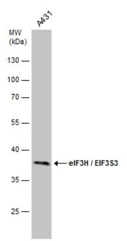 Invitrogen eIF3h Monoclonal Antibody (GT2712) 100 &mu;L; Unconjugated:Antibodies,