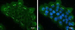 Invitrogen eIF3h Monoclonal Antibody (GT35512) 100 &mu;L; Unconjugated:Antibodies,