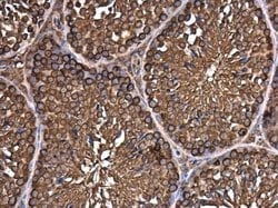 Invitrogen eIF3h Monoclonal Antibody (GT35512) 100 &mu;L; Unconjugated:Antibodies,