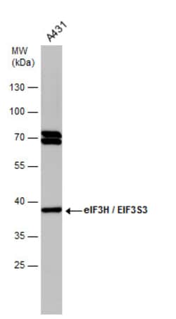 Invitrogen eIF3h Monoclonal Antibody (GT35512) 100 &mu;L; Unconjugated:Antibodies,