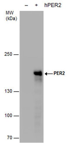 PER2 Mouse anti-Human, Clone: GT5310, Invitrogen 100 &mu;L; Unconjugated:Antibodies,