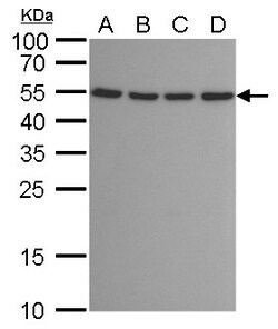 Invitrogen ATG12 Monoclonal Antibody (GT166) 100 &mu;L; Unconjugated:Antibodies,