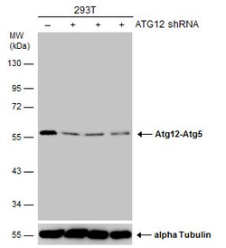Invitrogen ATG12 Monoclonal Antibody (GT166) 100 &mu;L; Unconjugated:Antibodies,