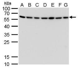Invitrogen ATG12 Monoclonal Antibody (GT166) 100 &mu;L; Unconjugated:Antibodies,