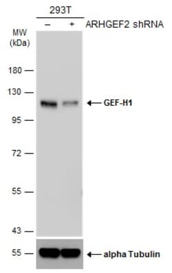Invitrogen GEF-H1 Monoclonal Antibody (GT1132) 100 &mu;L | Buy Online | Invitrogen&trade; | Fisher Scientific