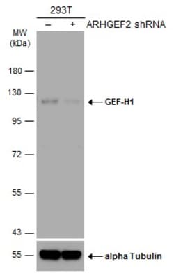 Invitrogen GEF-H1 Monoclonal Antibody (GT336) 100 &mu;L; Unconjugated:Antibodies,