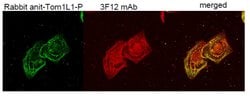 TOM1L1 Monoclonal Antibody (3F12):Antibodies, Monoclonal