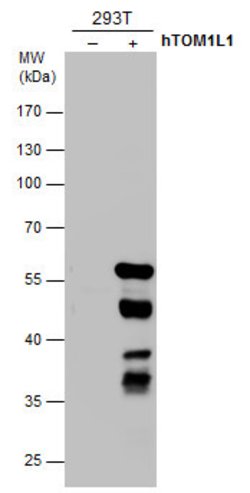 TOM1L1 Monoclonal Antibody (3F12):Antibodies, Monoclonal