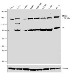 Invitrogen STAG1 Monoclonal Antibody (GT8810) 100 &mu;L; Unconjugated:Antibodies,
