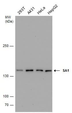 Invitrogen STAG1 Monoclonal Antibody (GT8810) 100 &mu;L; Unconjugated:Antibodies,
