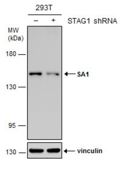 Invitrogen STAG1 Monoclonal Antibody (GT8810) 100 &mu;L; Unconjugated:Antibodies,