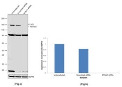 Invitrogen STAG1 Monoclonal Antibody (GT8810) 100 &mu;L; Unconjugated:Antibodies,