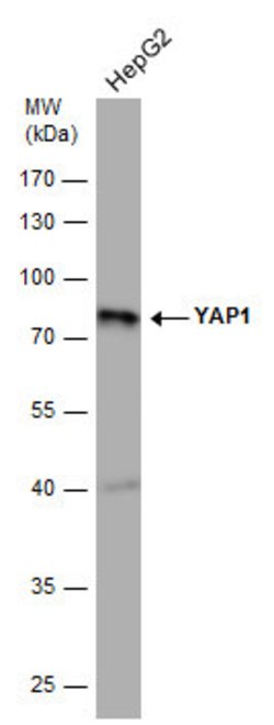 Invitrogen YAP1 Monoclonal Antibody (GT256) 100 &mu;L; Unconjugated:Antibodies,