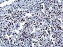 Invitrogen CFDP1 Monoclonal Antibody (GT9612) 100 &mu;L | Buy Online | Invitrogen&trade; | Fisher Scientific