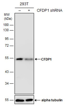 Invitrogen CFDP1 Monoclonal Antibody (GT9612) 100 &mu;L | Buy Online | Invitrogen&trade; | Fisher Scientific