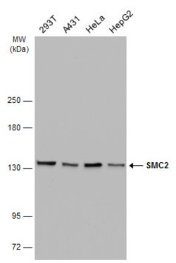 Invitrogen SMC2 Monoclonal Antibody (GT4312) 100 &mu;L; Unconjugated:Antibodies,