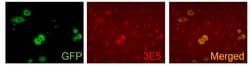 Invitrogen VAMP5 Monoclonal Antibody (3E5) 100 &mu;L; Unconjugated:Antibodies,