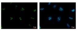 Invitrogen PAF49 Monoclonal Antibody (GT7212) 100 &mu;L; Unconjugated:Antibodies,