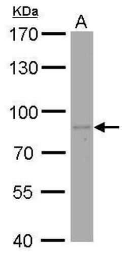Invitrogen PAF49 Monoclonal Antibody (GT7212) 100 &mu;L; Unconjugated:Antibodies,