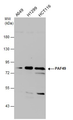 Invitrogen PAF49 Monoclonal Antibody (GT7212) 100 &mu;L; Unconjugated:Antibodies,