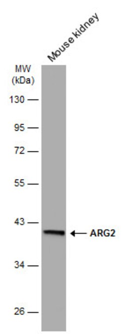 Invitrogen Arginase 2 Monoclonal Antibody (GT11111) 100 &mu;L; Unconjugated:Antibodies,