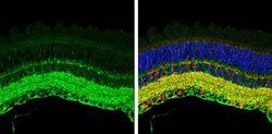 Invitrogen GAD67 Monoclonal Antibody (GT1982) 100 &mu;L; Unconjugated:Antibodies,