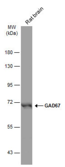 Invitrogen GAD67 Monoclonal Antibody (GT1982) 100 &mu;L; Unconjugated:Antibodies,