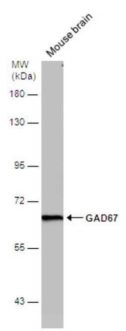 Invitrogen GAD67 Monoclonal Antibody (GT1982) 100 &mu;L; Unconjugated:Antibodies,