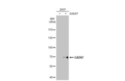 Invitrogen GAD67 Monoclonal Antibody (GT1982) 100 &mu;L; Unconjugated:Antibodies,