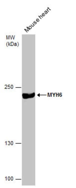 Invitrogen MYH6 Monoclonal Antibody (GT5612) 100 &mu;L; Unconjugated:Antibodies,