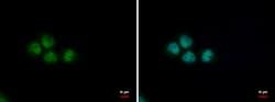 Invitrogen PUF60 Monoclonal Antibody (GT3510) 100 &mu;L; Unconjugated:Antibodies,