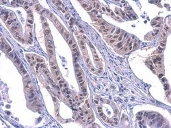 Invitrogen PUF60 Monoclonal Antibody (GT3510) 100 &mu;L; Unconjugated:Antibodies,