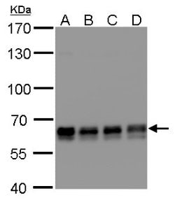 Invitrogen PUF60 Monoclonal Antibody (GT3510) 100 &mu;L; Unconjugated:Antibodies,