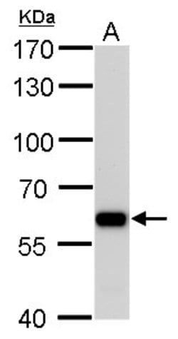 Invitrogen PUF60 Monoclonal Antibody (GT3510) 100 &mu;L; Unconjugated:Antibodies,