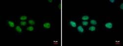 Invitrogen PUF60 Monoclonal Antibody (GT677) 100 &mu;L; Unconjugated:Antibodies,