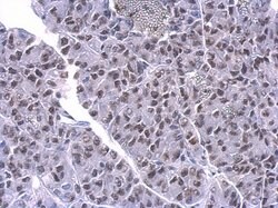 Invitrogen PUF60 Monoclonal Antibody (GT677) 100 &mu;L; Unconjugated:Antibodies,