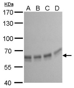 Invitrogen PUF60 Monoclonal Antibody (GT677) 100 &mu;L; Unconjugated:Antibodies,
