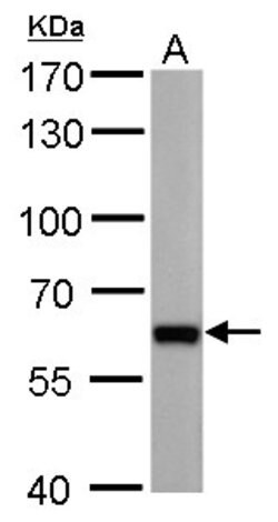 Invitrogen PUF60 Monoclonal Antibody (GT677) 100 &mu;L; Unconjugated:Antibodies,