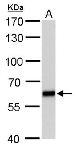 Invitrogen PUF60 Monoclonal Antibody (GT677) 100 &mu;L; Unconjugated:Antibodies,