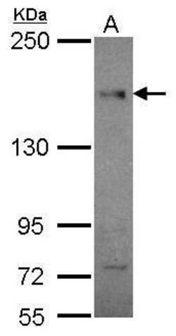 Invitrogen CEP164 Monoclonal Antibody (13) 100 &mu;L; Unconjugated:Antibodies,