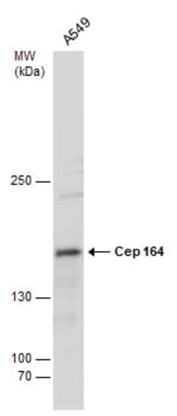 Invitrogen CEP164 Monoclonal Antibody (13) 100 &mu;L; Unconjugated:Antibodies,