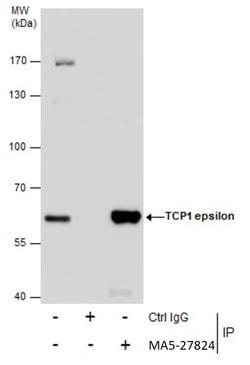 Invitrogen TCP-1 epsilon Monoclonal Antibody (GT639) 100 &mu;L; Unconjugated:Antibodies,
