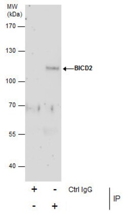 Invitrogen BICD2 Monoclonal Antibody (GT1824) 100 &mu;L | Buy Online | Invitrogen&trade; | Fisher Scientific
