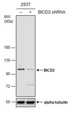 Invitrogen BICD2 Monoclonal Antibody (GT1824) 100 &mu;L | Buy Online | Invitrogen&trade; | Fisher Scientific
