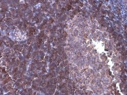 Invitrogen ARHGEF18 Monoclonal Antibody (GT1972) 100 &mu;L; Unconjugated:Antibodies,