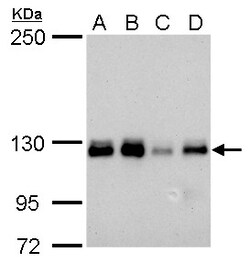 Invitrogen ARHGEF18 Monoclonal Antibody (GT1972) 100 &mu;L; Unconjugated:Antibodies,